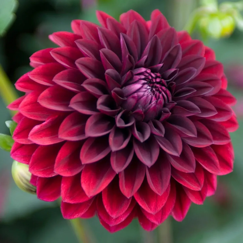 Dahlia Balle 'Faro' - Dahlia | Achat direct au producteur