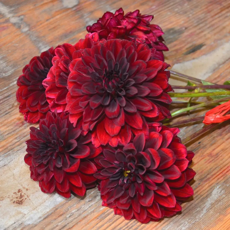 Dahlia Balle 'Faro' - Dahlia | Achat direct au producteur