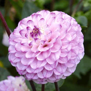 Dahlia Pompon 'Genova' - Dahlia | Achat direct au producteur
