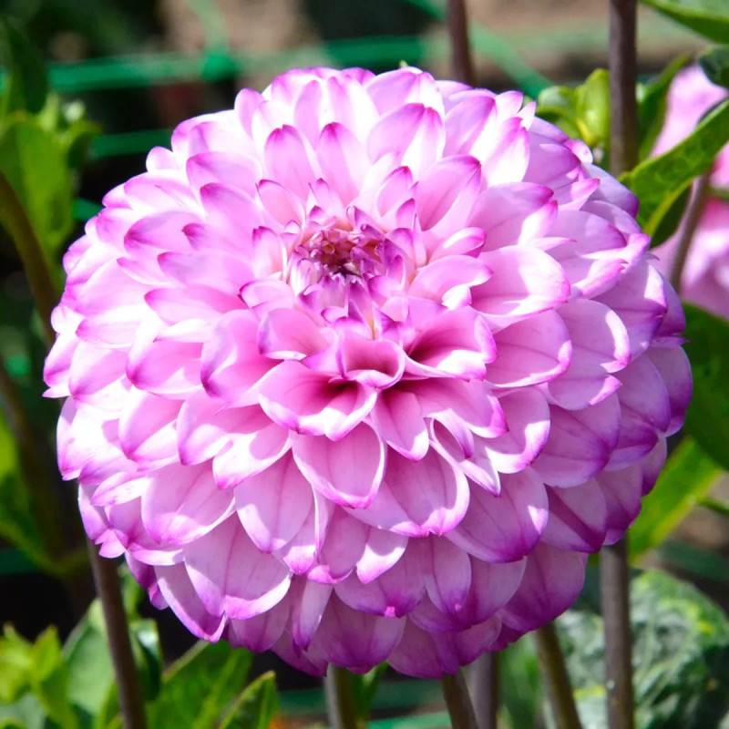 Dahlia Pompon 'Genova' - Dahlia | Achat direct au producteur