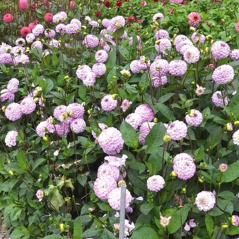 Dahlia Pompon 'Genova' - Dahlia | Achat direct au producteur