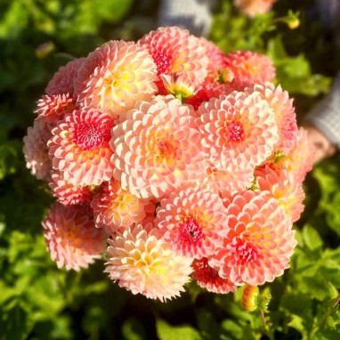 Dahlia balle 'Hillcrest Suffusion' - Dahlia | Achat direct au producteur