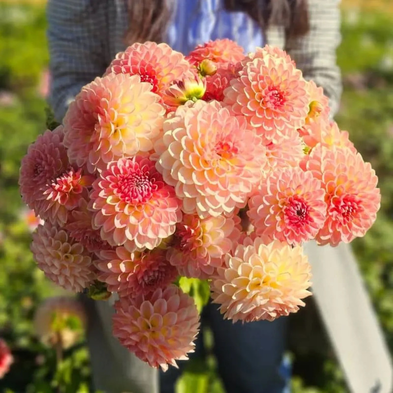 Dahlia balle 'Hillcrest Suffusion' - Dahlia | Achat direct au producteur
