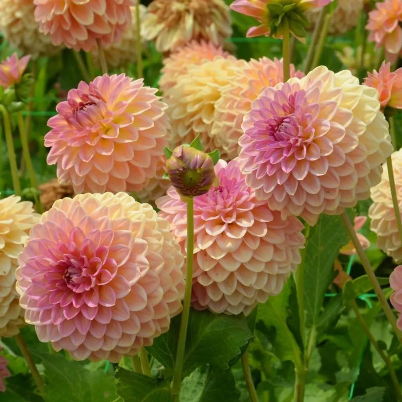 Dahlia balle 'Hillcrest Suffusion' - Dahlia | Achat direct au producteur