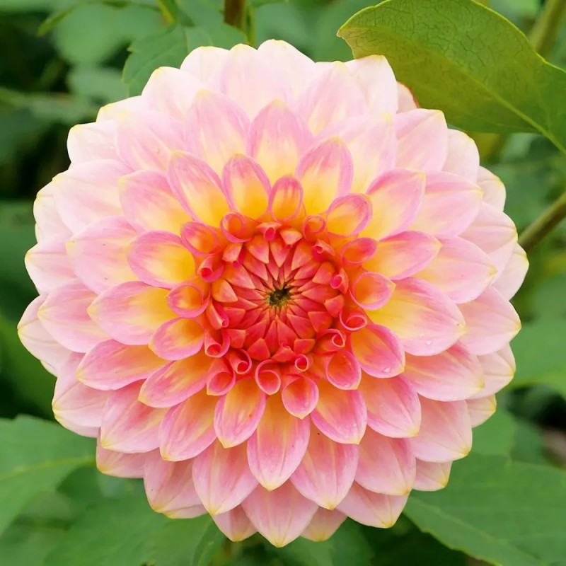 Dahlia balle 'Hillcrest Suffusion' - Dahlia | Achat direct au producteur