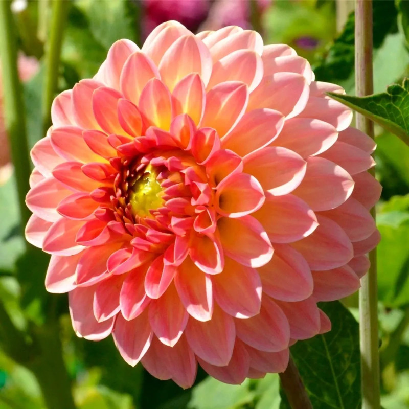 Dahlia balle 'Hillcrest Suffusion' - Dahlia | Achat direct au producteur