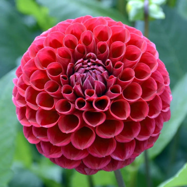 Dahlia balle 'Cornel' - Dahlia | Achat direct au producteur