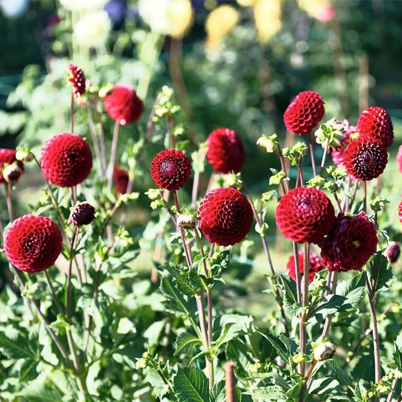 Dahlia balle 'Cornel' - Dahlia | Achat direct au producteur