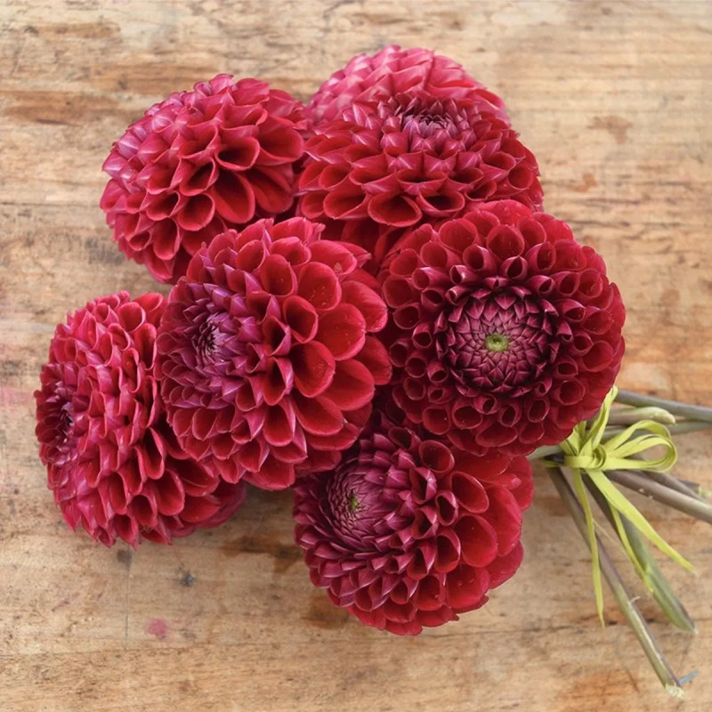 Dahlia balle 'Cornel' - Dahlia | Achat direct au producteur