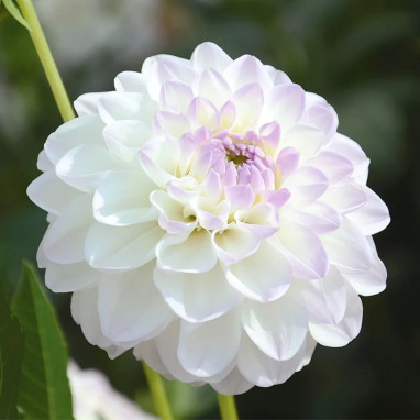 Dahlia balle 'Evelyne' - Dahlia | Achat direct au producteur