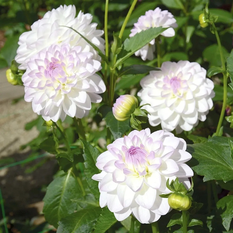 Dahlia balle 'Evelyne' - Dahlia | Achat direct au producteur