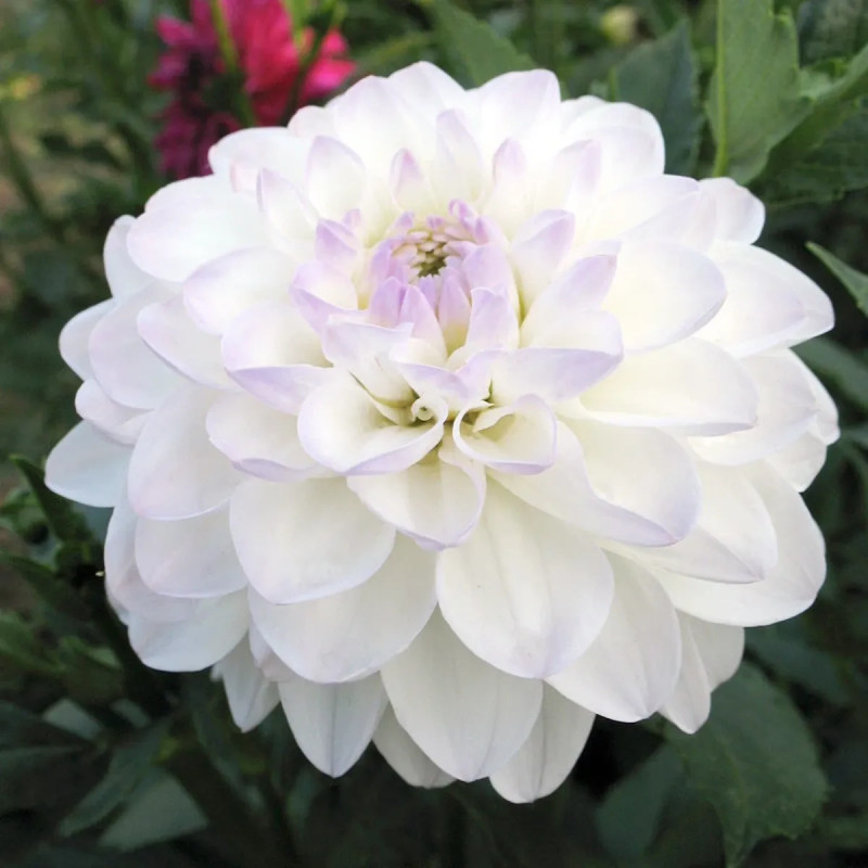 Dahlia balle 'Evelyne' - Dahlia | Achat direct au producteur