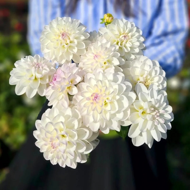 Dahlia balle 'Evelyne' - Dahlia | Achat direct au producteur