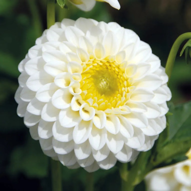 Dahlia balle 'Orage Blanc' - Dahlia | Achat direct au producteur