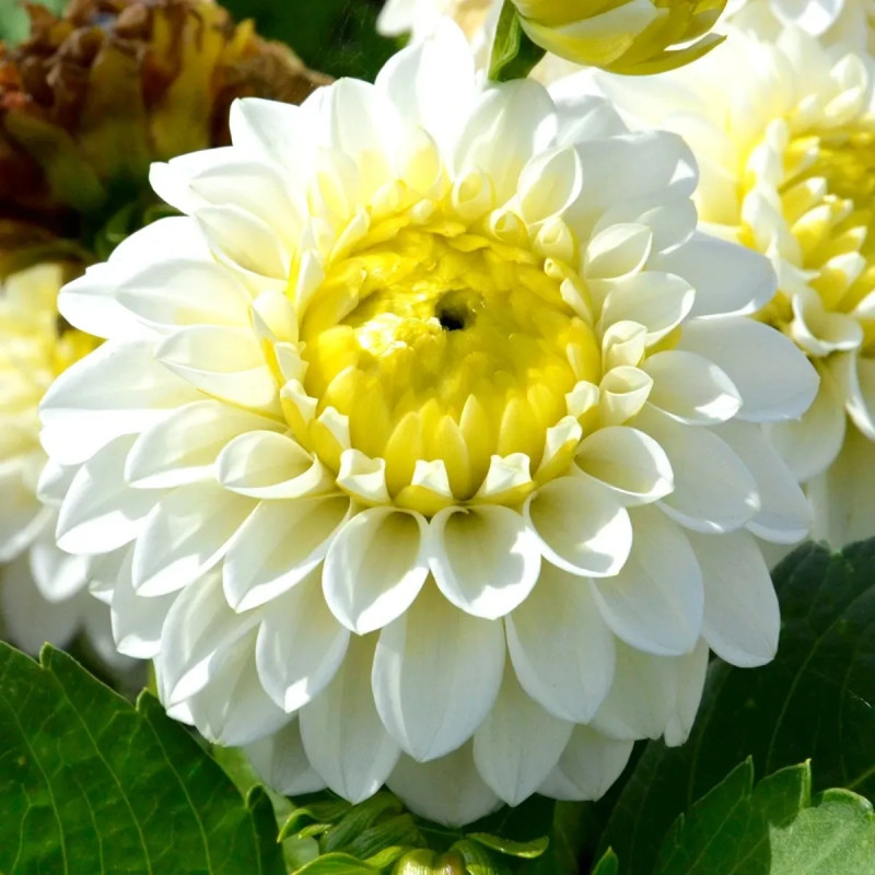 Dahlia balle 'Orage Blanc' - Dahlia | Achat direct au producteur