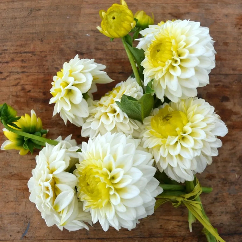 Dahlia balle 'Orage Blanc' - Dahlia | Achat direct au producteur