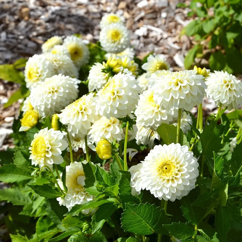 Dahlia balle 'Orage Blanc' - Dahlia | Achat direct au producteur