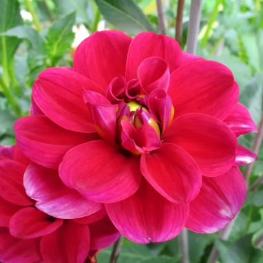 Dahlia buisson 'Mille Feux' - Dahlia | Achat direct au producteur