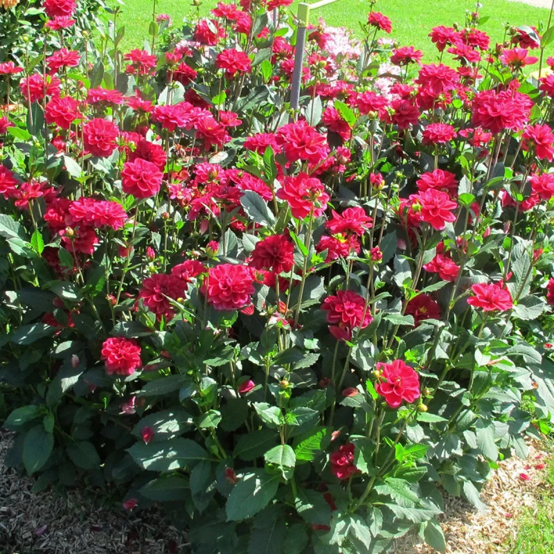 Dahlia buisson 'Mille Feux' - Dahlia | Achat direct au producteur