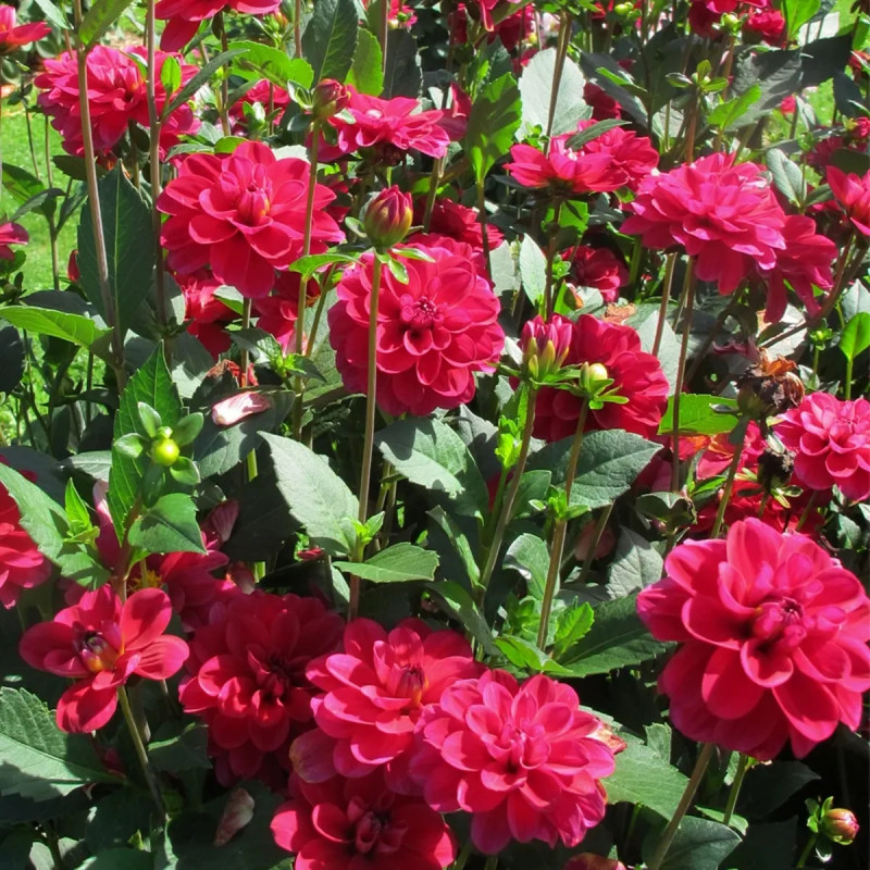 Dahlia buisson 'Mille Feux' - Dahlia | Achat direct au producteur
