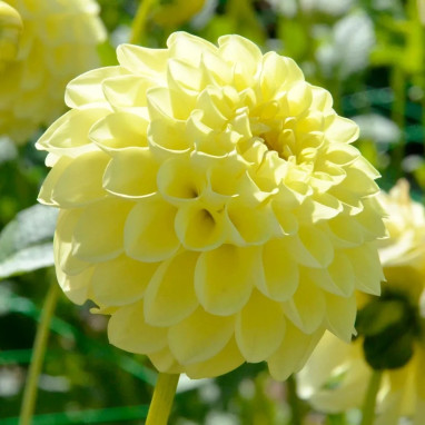 Dahlia balle 'Jowey Martina' - Dahlia | Achat direct au producteur