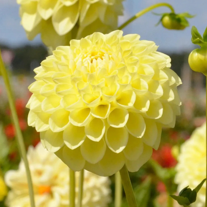 Dahlia balle 'Jowey Martina' - Dahlia | Achat direct au producteur
