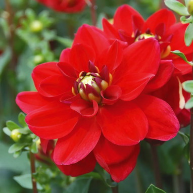 Dahlia buisson 'Jaïpur' - Dahlia | Achat direct au producteur