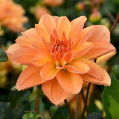Dahlia buisson 'Odessa' - Dahlia | Achat direct au producteur