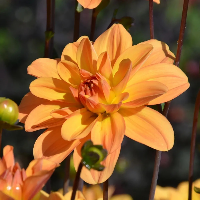 Dahlia buisson 'Odessa' - Dahlia | Achat direct au producteur