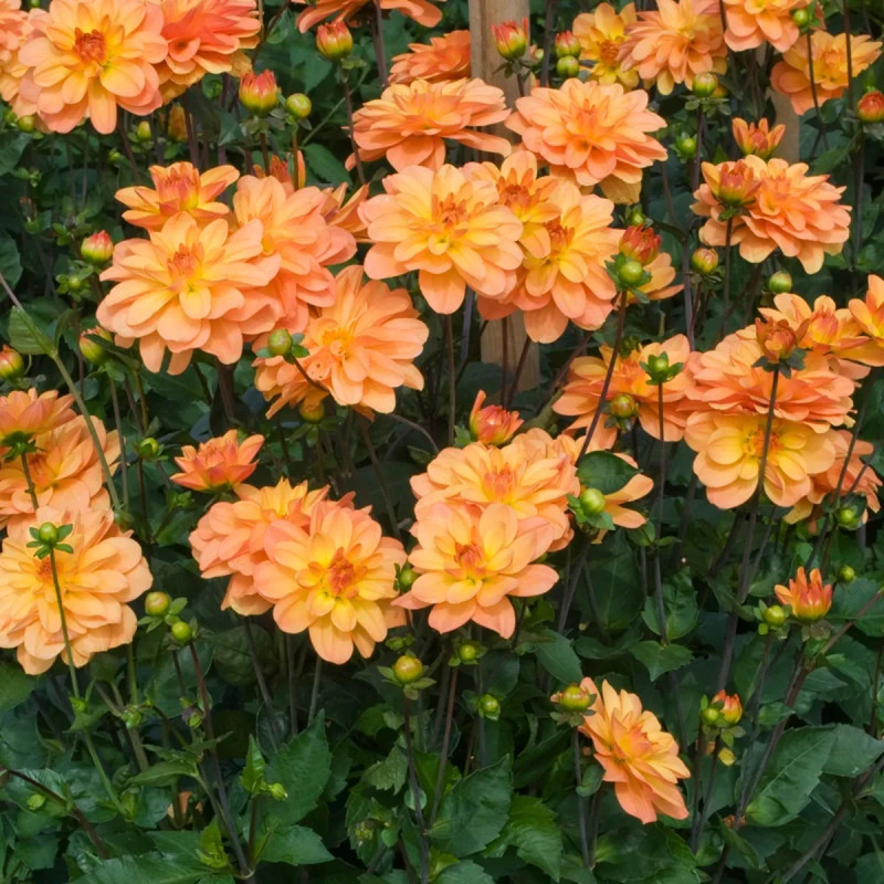 Dahlia buisson 'Odessa' - Dahlia | Achat direct au producteur