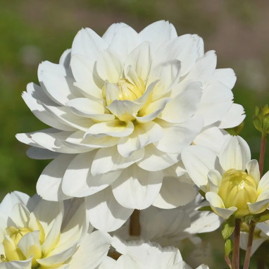 Dahlia buisson Montreuil - Dahlia | Achat direct au producteur