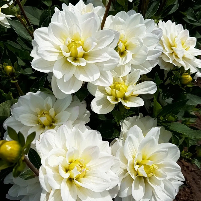 Dahlia buisson Montreuil - Dahlia | Achat direct au producteur
