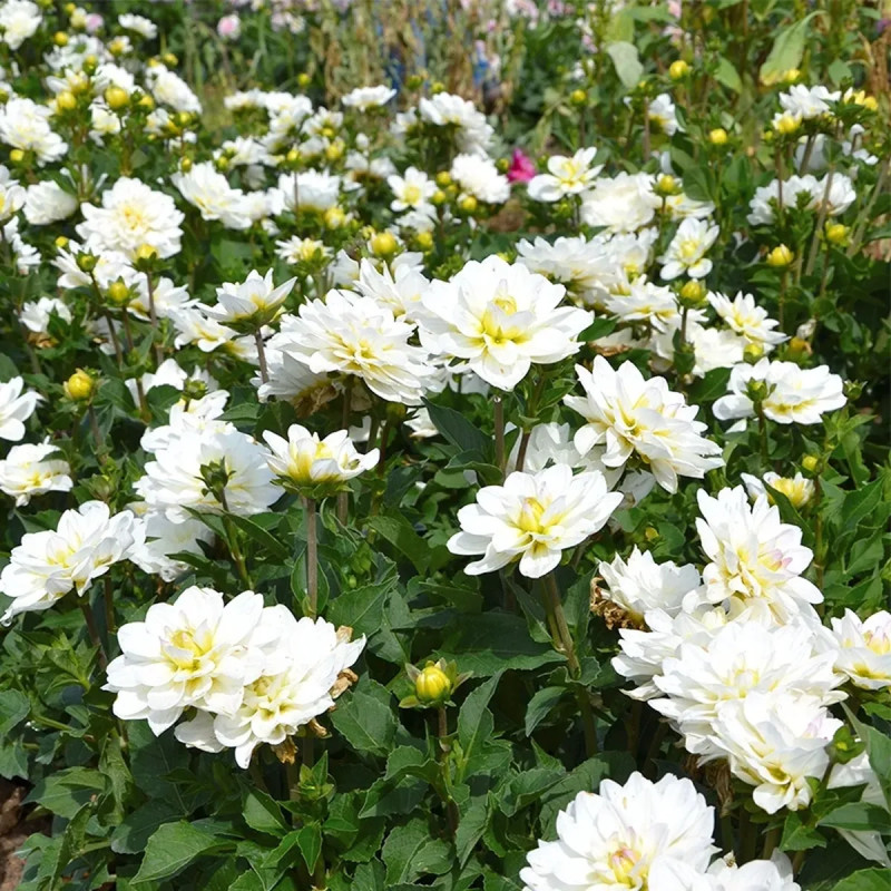 Dahlia buisson Montreuil - Dahlia | Achat direct au producteur