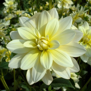Dahlia buisson Sofia - Dahlia | Achat direct au producteur