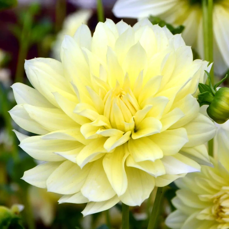 Dahlia buisson Sofia - Dahlia | Achat direct au producteur