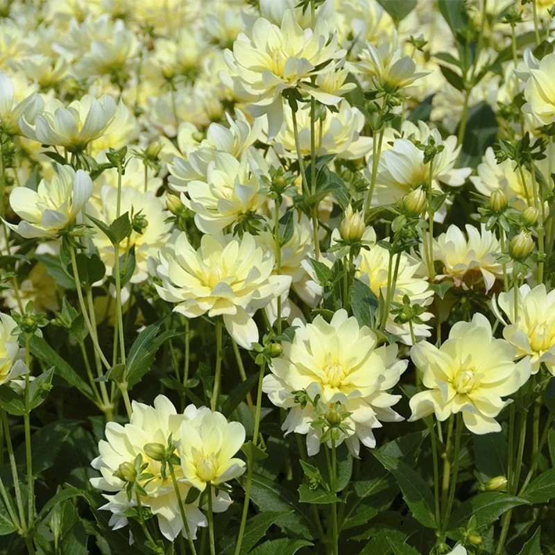 Dahlia buisson Sofia - Dahlia | Achat direct au producteur