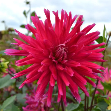 Dahlia Cactus 'Allegro' - Dahlia | Achat direct au producteur