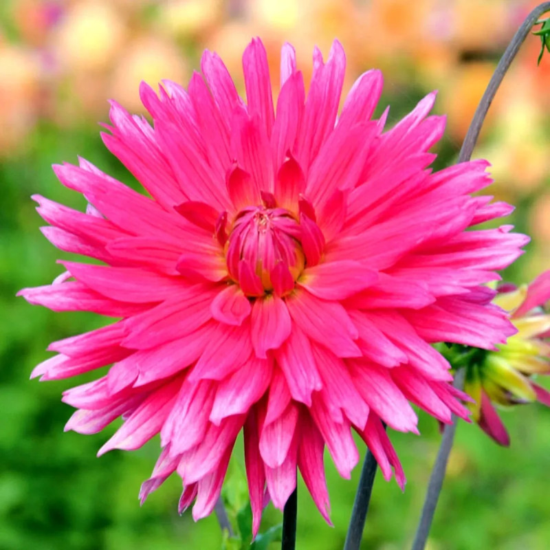 Dahlia Cactus 'Allegro' - Dahlia | Achat direct au producteur