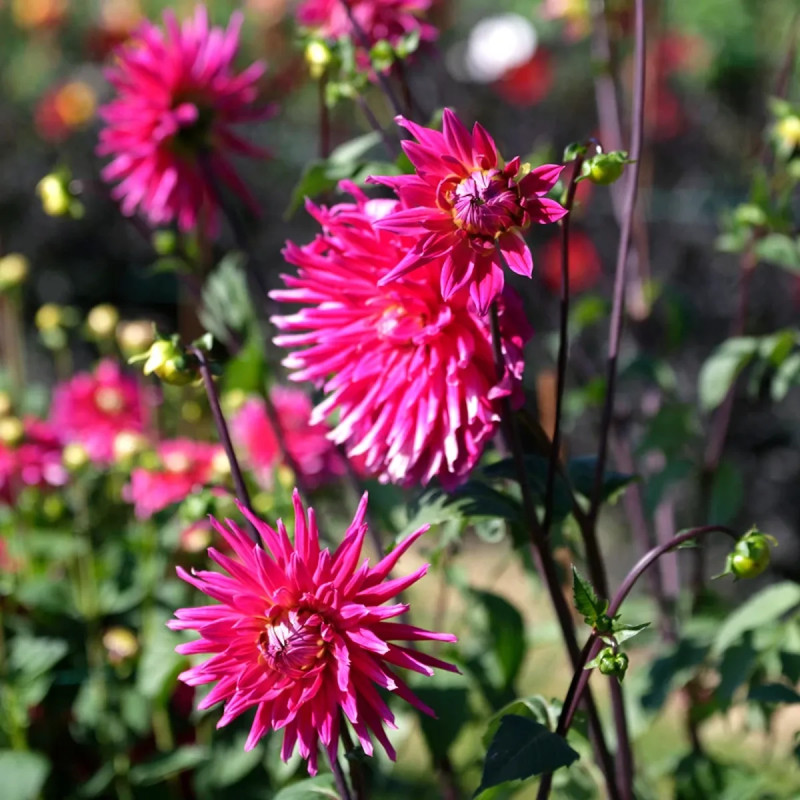 Dahlia Cactus 'Allegro' - Dahlia | Achat direct au producteur