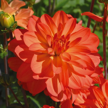 Dahlia buisson 'Tour du Monde' - Dahlia | Achat direct au producteur