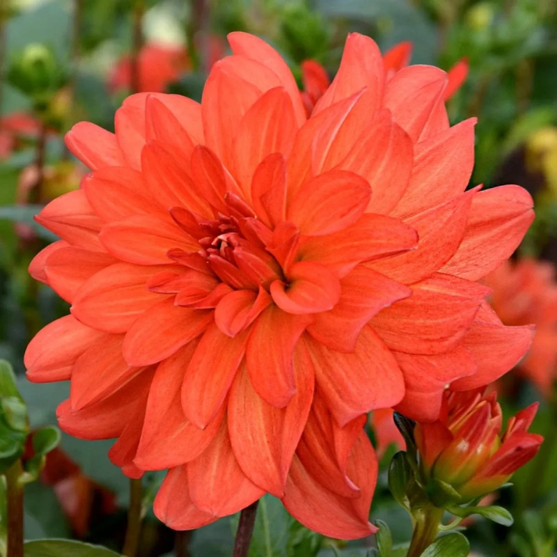 Dahlia buisson 'Tour du Monde' - Dahlia | Achat direct au producteur