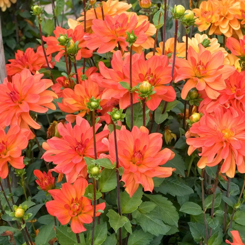 Dahlia buisson 'Tour du Monde' - Dahlia | Achat direct au producteur
