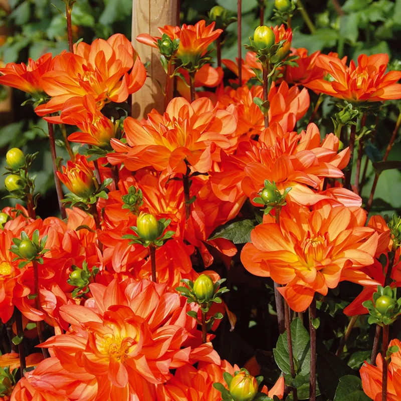 Dahlia buisson 'Tour du Monde' - Dahlia | Achat direct au producteur
