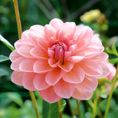 Dahlia décoratif 'Yelno Harmony' - Dahlia | Achat direct au producteur