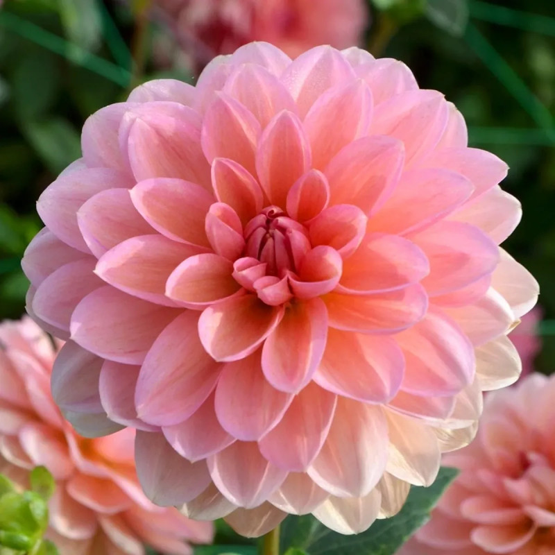 Dahlia décoratif 'Yelno Harmony' - Dahlia | Achat direct au producteur