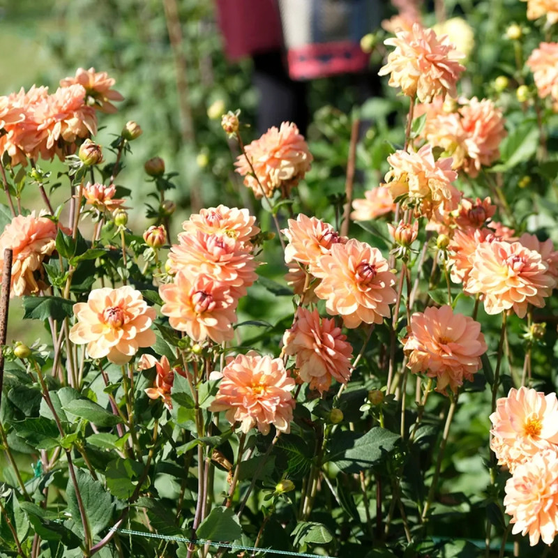 Dahlia décoratif 'Yelno Harmony' - Dahlia | Achat direct au producteur