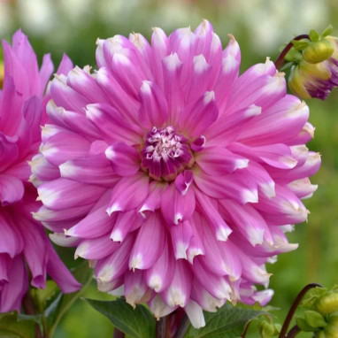 Dahlia cactus 'Ballade' - Dahlia | Achat direct au producteur
