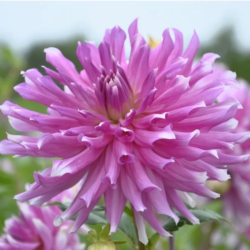 Dahlia cactus 'Ballade' - Dahlia | Achat direct au producteur