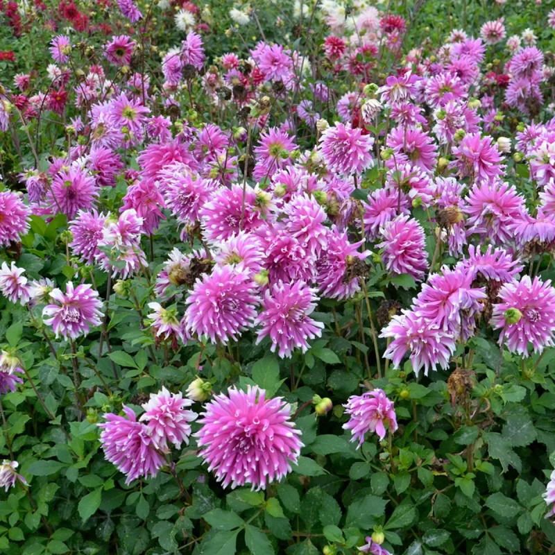 Dahlia cactus 'Ballade' - Dahlia | Achat direct au producteur