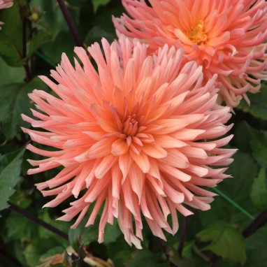 Dahlia Cactus 'Clarentine' - Dahlia | Achat direct au producteur